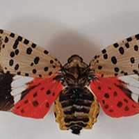 <p>Don&#x27;t let this winged version of the lanternfly fool you. It looks like a butterfly, but it can destroy your newly-planted fruit trees -- and it has recently invaded New York state.</p>