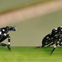 <p>Another angle on the lanternfly, which is reaping havoc among newly planted fruit trees in New York state.</p>