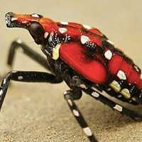 <p>The lanternfly is reaping havoc among newly planted fruit trees in New York state.</p>