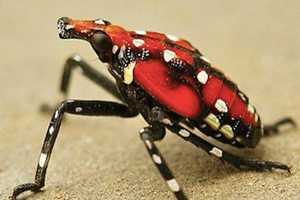 Gardener Beware: Colorful, Damaging Spotted Lanternfly Now A NY Tree Threat