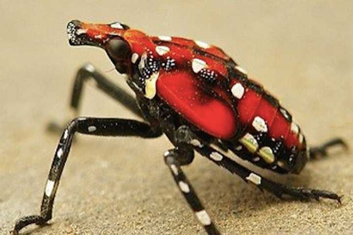 Gardener Beware: Colorful, Damaging Spotted Lanternfly Now A NY Tree Threat