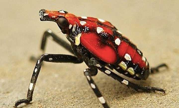 The lanternfly is reaping havoc among newly planted fruit trees in New York state.