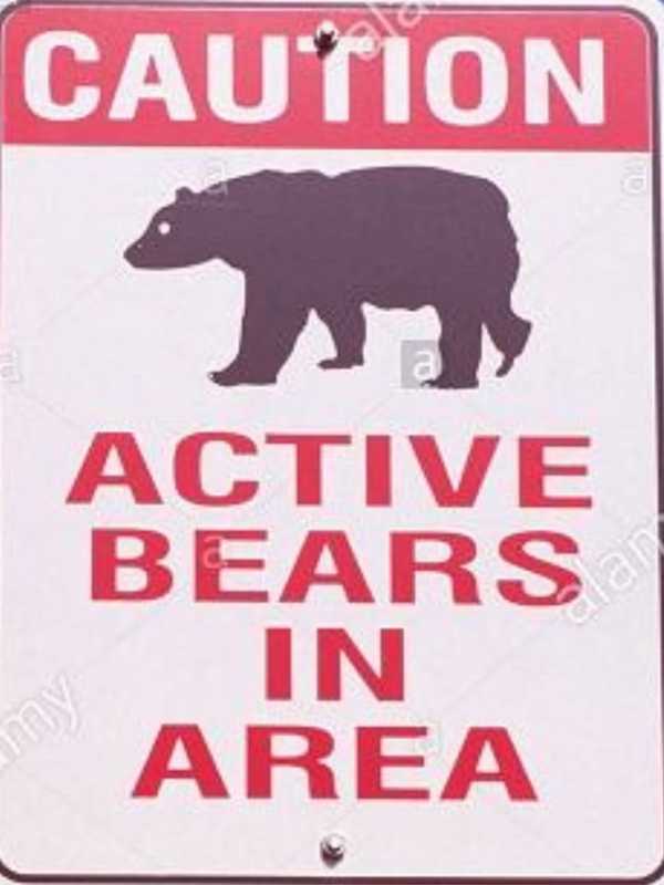 Black Bear Sighting Reported In Armonk