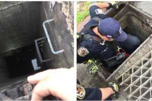 Kitten Stranded In Sewer Pulled To Safety After Good Samaritan Calls Police