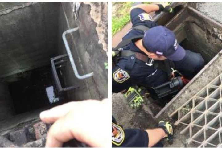 Kitten Stranded In Sewer Pulled To Safety After Good Samaritan Calls Police