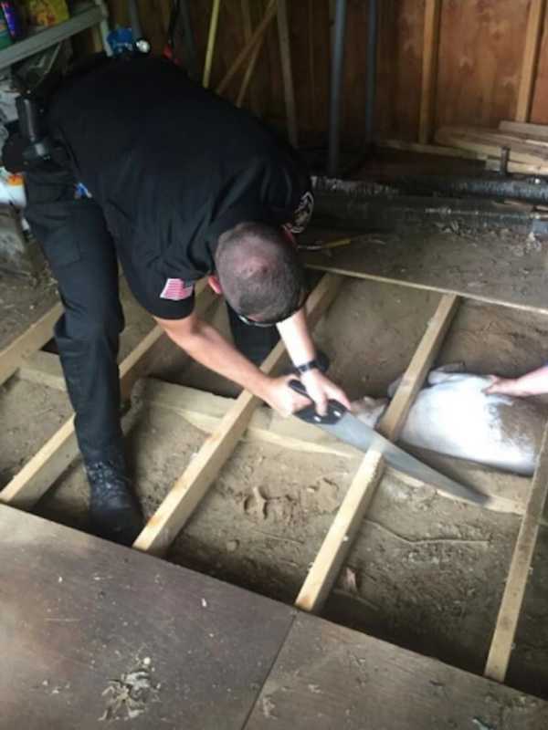 Dog Trapped Under Shed Rescued In Red Hook