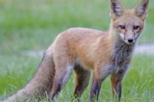 Hero Neighbor Saves Livingston Girl, 8, Attacked By Fox