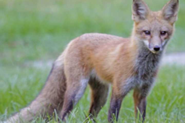 Hero Neighbor Saves Livingston Girl, 8, Attacked By Fox