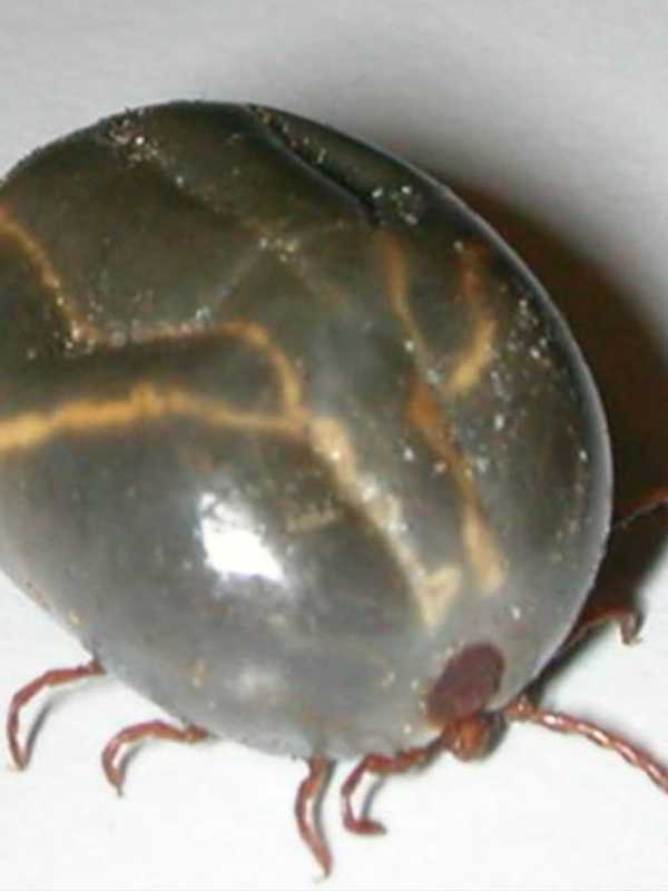 Warning Issued After New Tick Species Discovered In Area