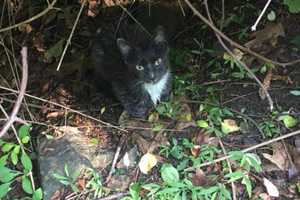 Rabies Confirmed In Kitten Captured In Pound Ridge