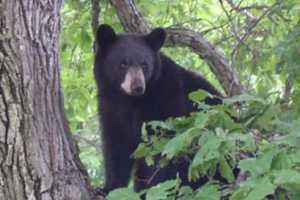 Where's The Bear? Bruin In Northern Westchester On Run, Spotted Near Restaurant