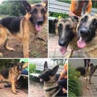 ADOPT: Abused Franklin Lakes German Shepherds Need Homes
