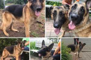 ADOPT: Abused Franklin Lakes German Shepherds Need Homes