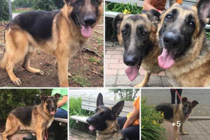 ADOPT: Abused Franklin Lakes German Shepherds Need Homes