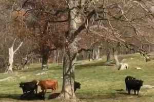 No Bull: Loose Bovine Still On Run In Pocantico Hills