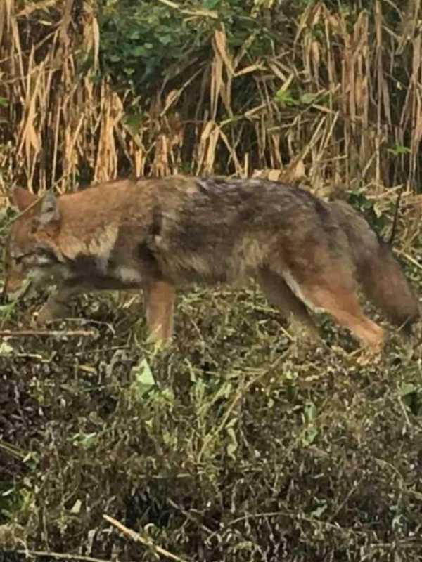 Multiple Coyote Sightings Reported In Morristown