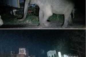 Stray Elephant Strolls Off Sanctuary, Onto Road In Area