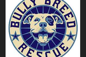 Animal Cruelty Investigation Centers On President Of Rescue Group Based In New Canaan