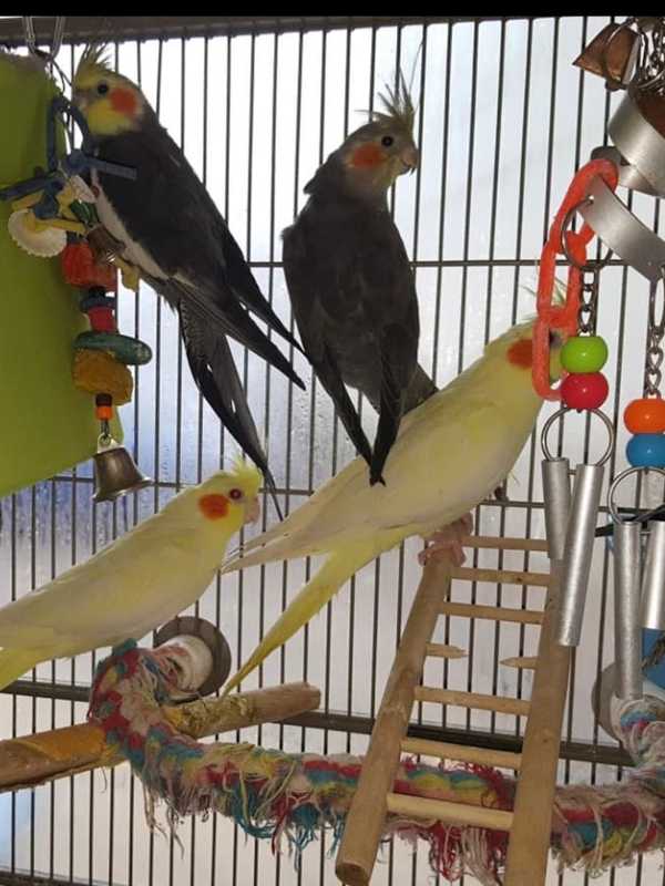 More Than $15,000 In Exotic Birds Stolen From Area Pet Shop