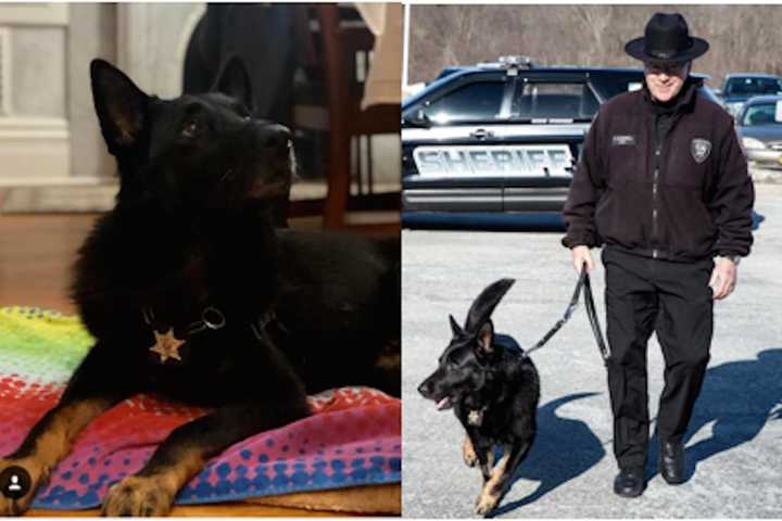 Orange County K-9 German Shepherd Officer Scout Dies At Age 10