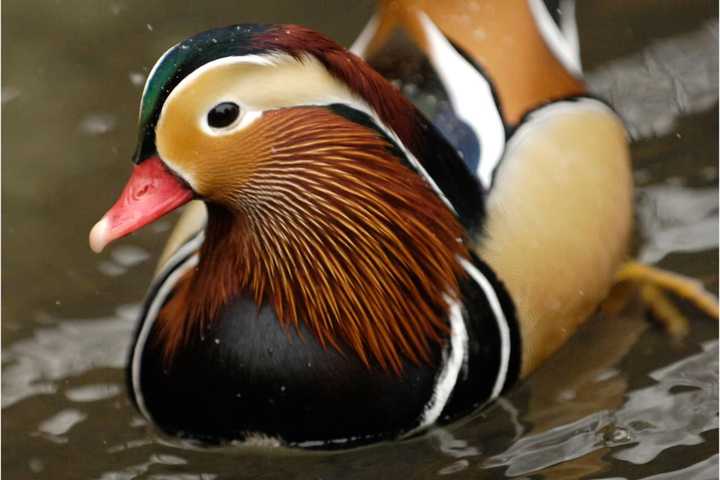 Seen It? Brightly Colored, Rare Mandarin Duck Comes Out Of Nowhere To Strut Stuff In Manhattan