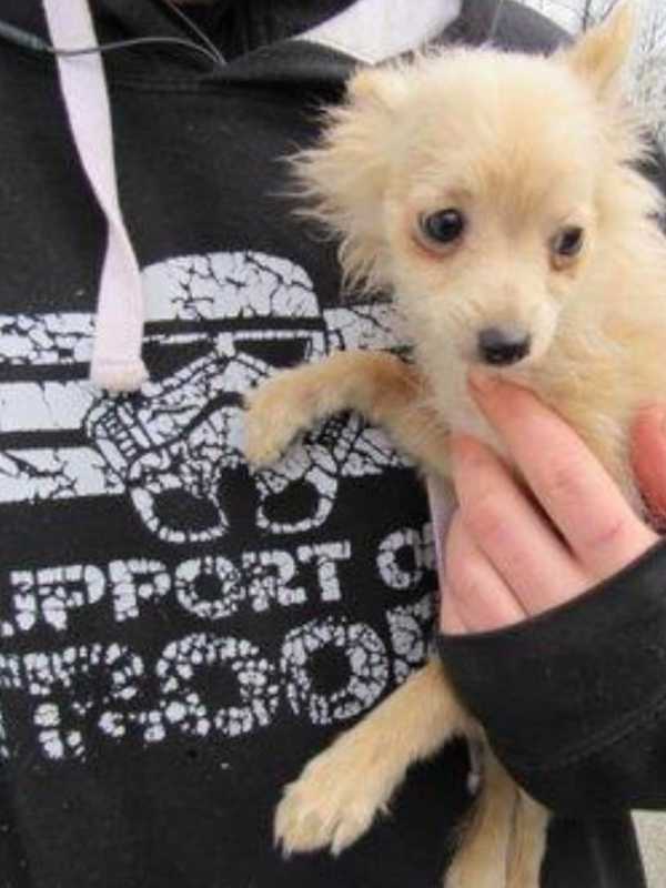 26 Dogs Seized In Raid Of Puppy Mill In Area