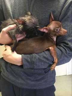 Know Them? Pair Of Chihuahuas Found In Westchester