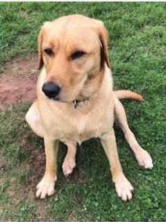 This Missing Yellow Lab Last Seen In Shopping Center Near New Canaan