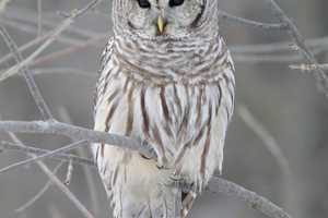 Owl Crashes Through Window Of Kitchen In Northern Westchester