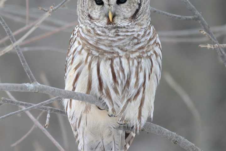 Owl Crashes Through Window Of Kitchen In Northern Westchester