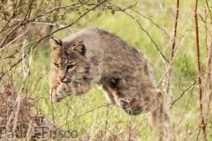 Bobcat Spotted By Local Resident While Walking Dog In Northern Fairfield County