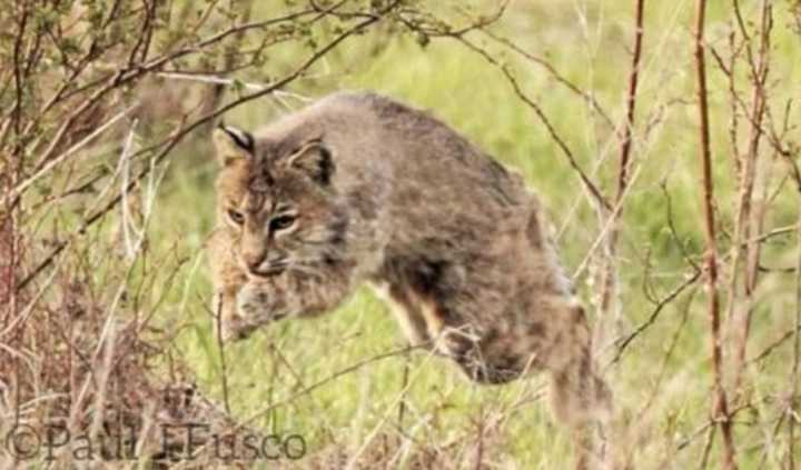 A bobcat (not the one involved in the Southbury incident).