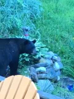 Black Bear Is Everywhere: Multiple Sightings In This Part Of Area