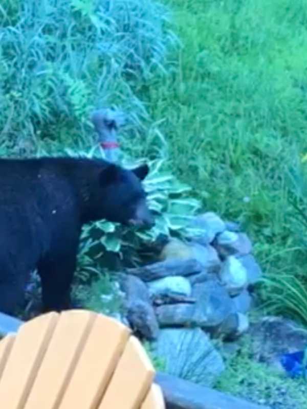 This Black Bear Is Everywhere: Multiple Sightings Reported In Northern Westchester