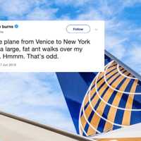 <p>A United Airlines flight from Italy was infested with ants when it landed Monday in Newark.</p>