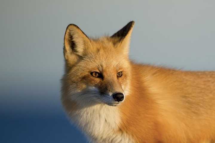 FOX BITES: More Wildlife Attacks On Jersey Shore, Police Warn