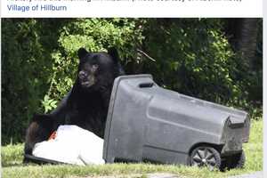 No One Interrupted This Massive Black Bear's Feast In Hillburn