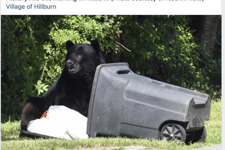 No One Interrupted This Massive Black Bear's Feast In Rockland