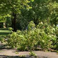 <p>Storm winds brought down trees and power lines.</p>