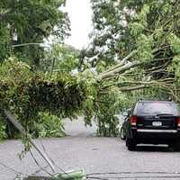 <p>Numerous trees and wires are down throughout the area.</p>