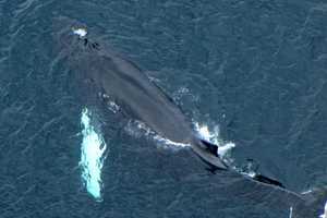 Whale Frees Itself From Fishing Net Off Southampton Coast