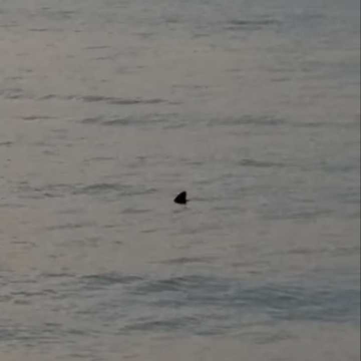 Alfred Allen took a video of what appears to be a shark at a beach in Riverhead Monday, July 15.