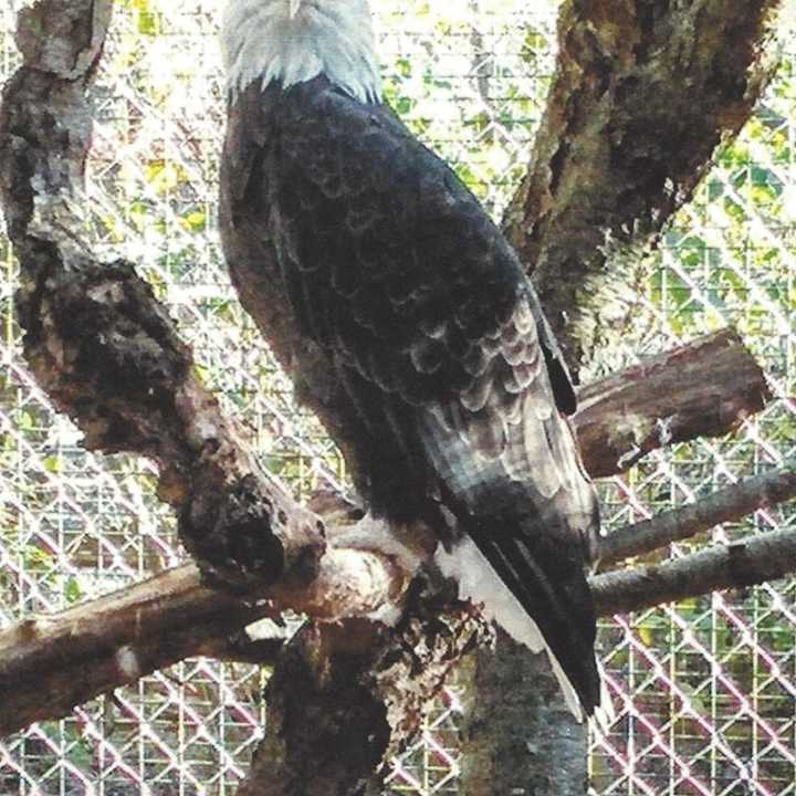 A bald eagle like this one was stolen from Quogue Wildlife Refuge, according to Quogue Village Police Department.