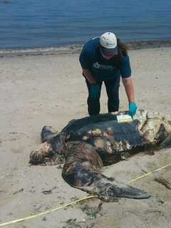 Rare, 5-Foot Long Leatherback Sea Turtle Found Dead On Suffolk County Beach