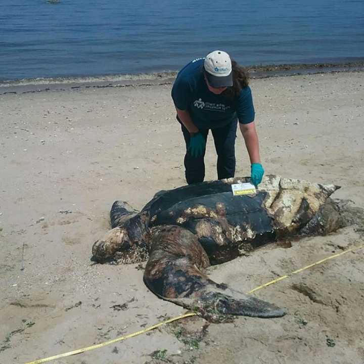 Kimberly Durham of the Atlantic Marine Conservation Society assesses the sea turtle near Callahan&#x27;s Beach in Fort Salonga.