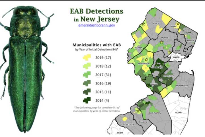 Wasps Released In Delaware Water Gap Will Kill Beetle Found Eating North Jersey's Ash Trees