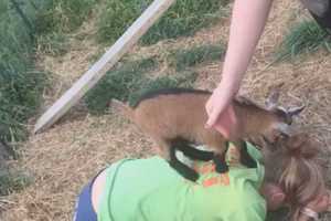 Family Devasted After Two Pet Goats Disappear