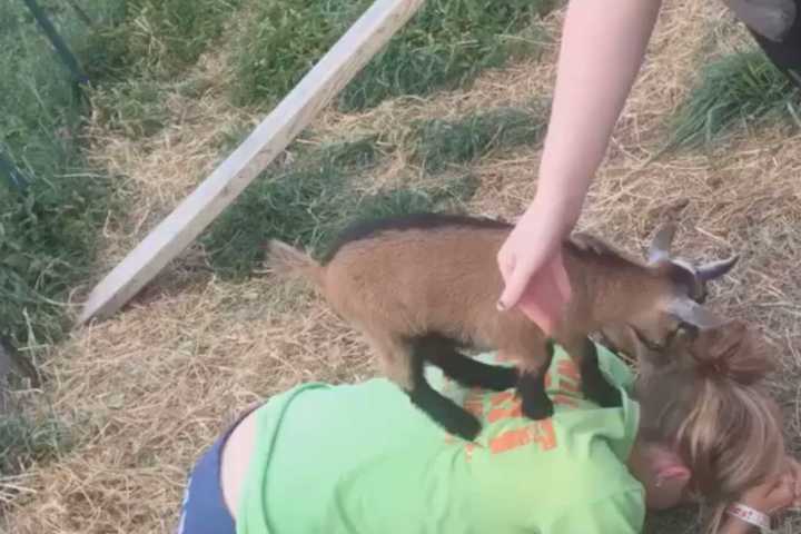 Orange County Family Devasted After Two Pet Goats Disappear