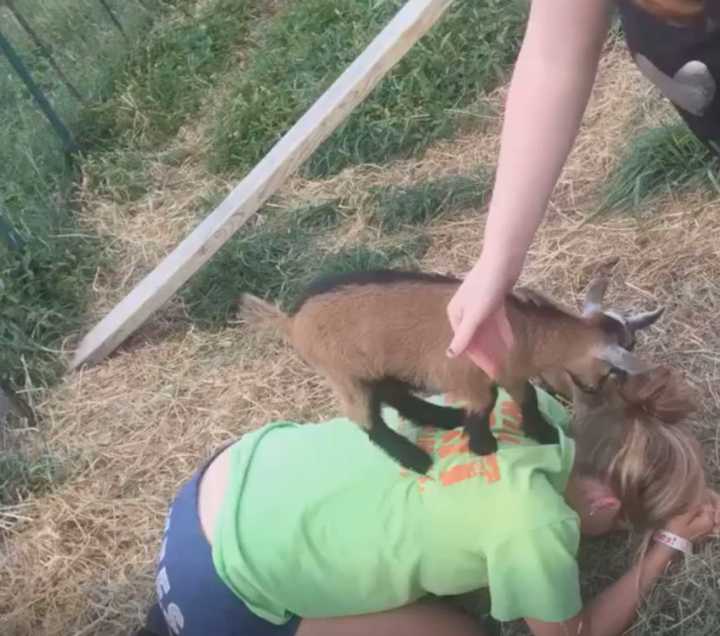 One of the goats playing with their owner.