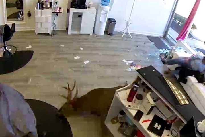 Video: Deer Crashes Through Window Of Hair Salon